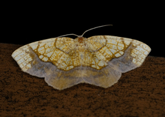Nematocampa resistaria