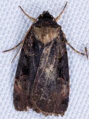 Pseudohermonassa bicarnea