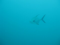 Trachinotus falcatus