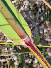 Phragmites australis americanus