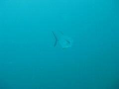Trachinotus falcatus