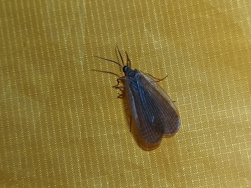 Forcepfly photo 6