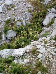 Cirsium spinosissimum