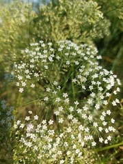 Falcaria vulgaris