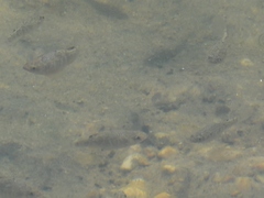 Cyprinodon variegatus