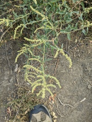 Atriplex tatarica