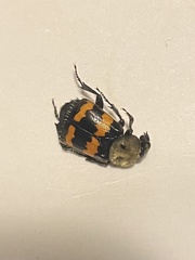 Nicrophorus tomentosus