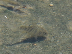 Cyprinodon variegatus