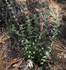 Hedeoma oblongifolia