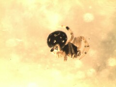 Neottiura suaveolens