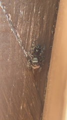Phidippus borealis