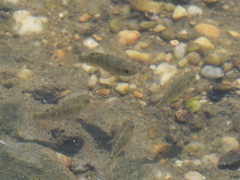 Cyprinodon variegatus