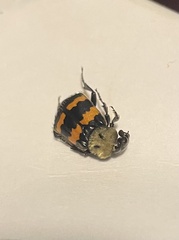 Nicrophorus tomentosus