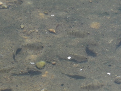 Cyprinodon variegatus