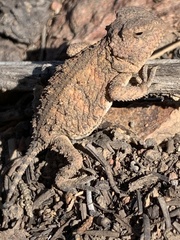 Phrynosoma hernandesi