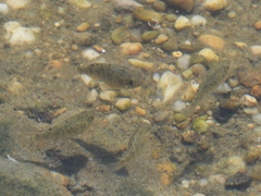 Cyprinodon variegatus