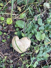 Suillus viscidus