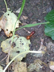 Camponotus castaneus