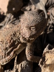 Phrynosoma hernandesi