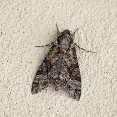 Agrius cingulata