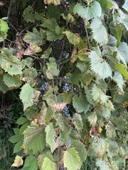 Vitis riparia