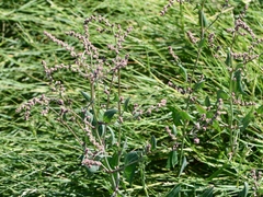 Atriplex prostrata