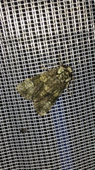 Craniophora ligustri