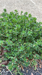 Polygonum aviculare
