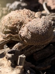 Phrynosoma hernandesi