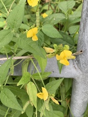 Vigna luteola
