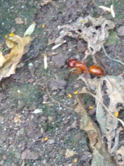 Camponotus castaneus