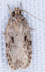 Agonopterix pulvipennella