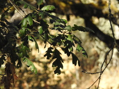 Quercus lobata