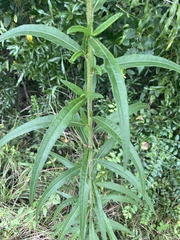 Helianthus simulans
