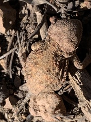 Phrynosoma hernandesi