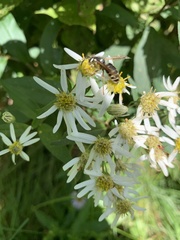 Vespula consobrina