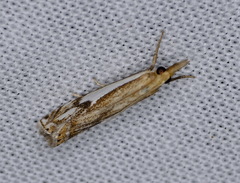 Crambus