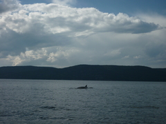 Balaenoptera acutorostrata