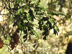 Quercus lobata
