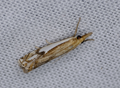 Crambus