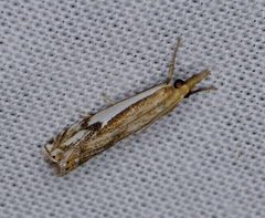 Crambus