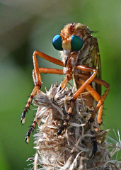 Diogmites crudelis