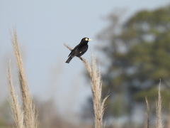 Hymenops perspicillatus