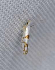 Argyresthia oreasella