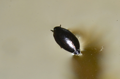 Gyrinus