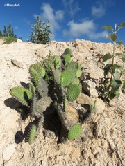 Opuntia