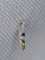 Argyresthia oreasella
