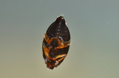 Gyrinus
