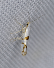 Argyresthia oreasella