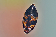 Gyrinus